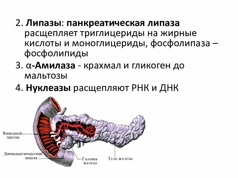 Липаза в пищеварении. Фермент панкреатическая липаза гидролизует. панкреатическая липаза синтез. панкреатическая липаза синтезируется. панкреатическая липаза с таг.