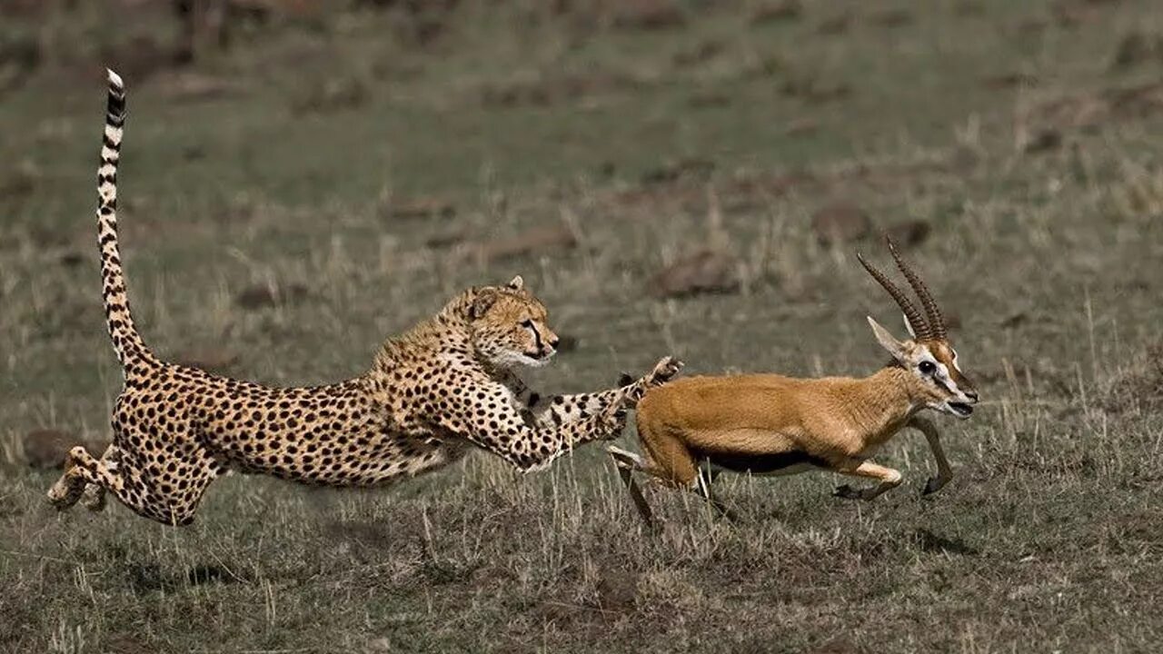 Wild animals play. Гепард в саванне. Африка Саванна гепард. Инстинкты животных. Гепард охотится.