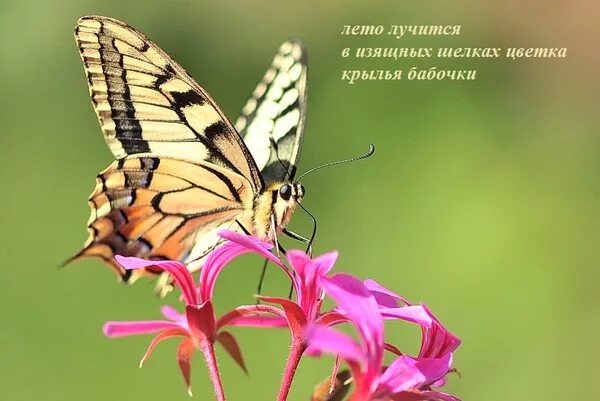 Стихотворение мотылек и цветы