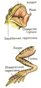 Органы выделения у рыб и земноводных
