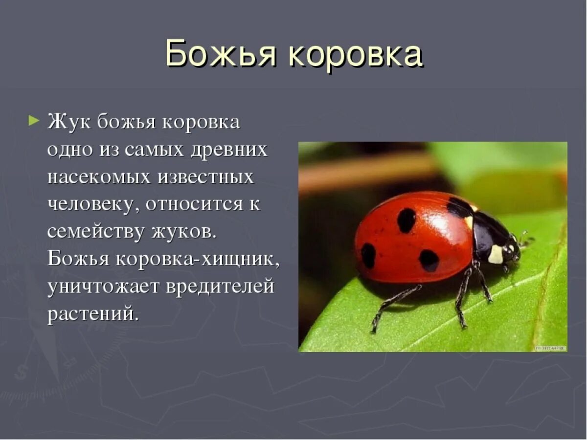 1 класс божья коровка. Тип окраски Божьей коровки. Божья коровка красная книга краткое описание. Доклад про Божью коровку. Божья коровка описание.