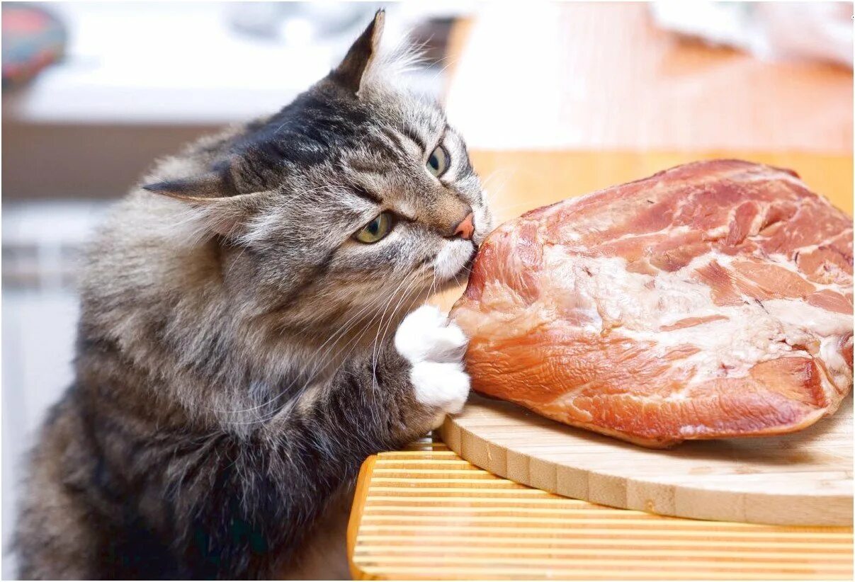 Что любят есть коты