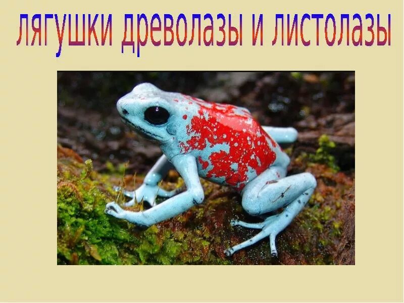 Про самого ядовитого