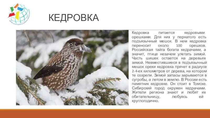 Кедровка таежная птица какой это текст. Сообщение о кедровке. кедровка в тайге. кедровка питается. птица питающаяся кедровыми орехами.