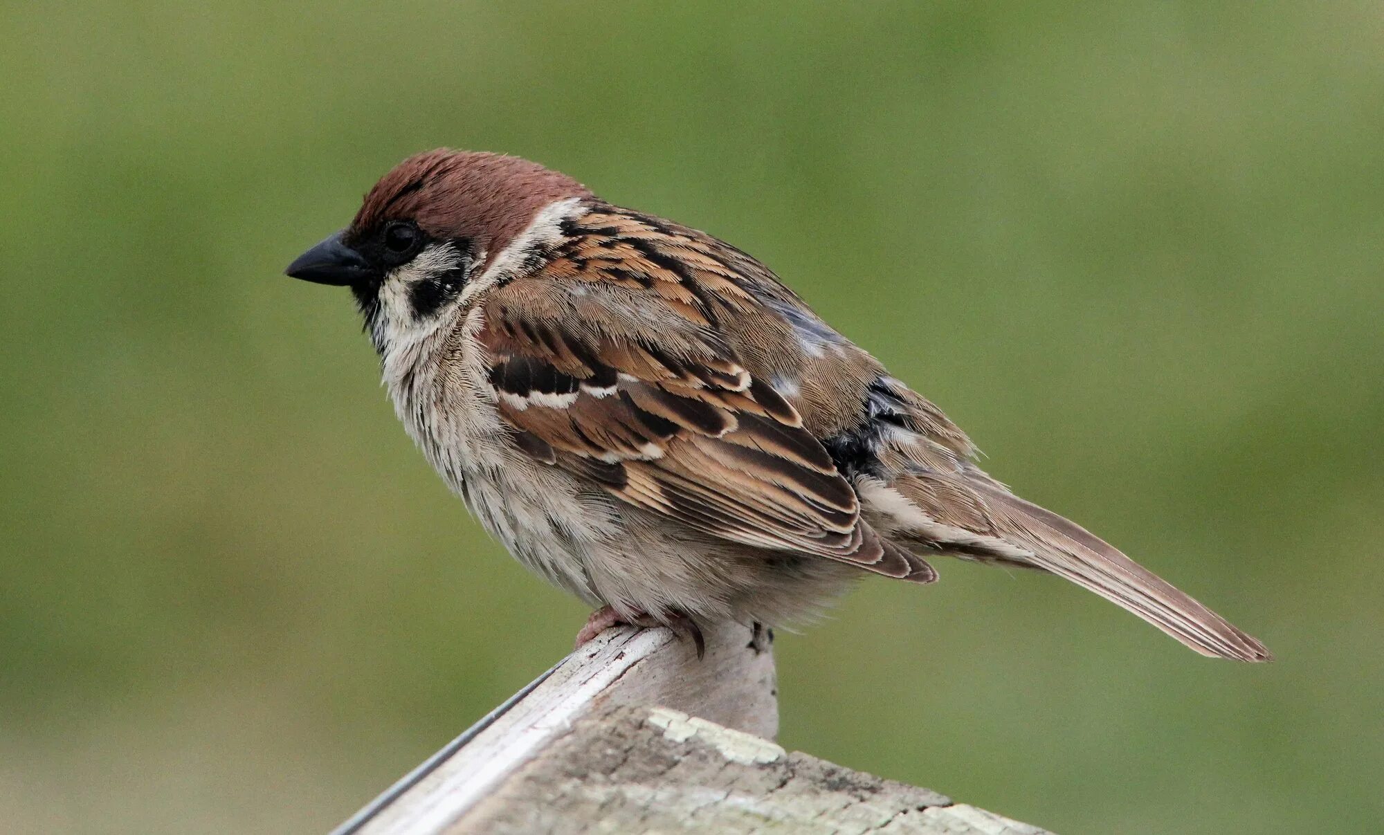 Домовый Воробей воробьиные. Полевой Воробей. Полевой Воробей passer montanus (l.). Полевой деревенский Воробей.