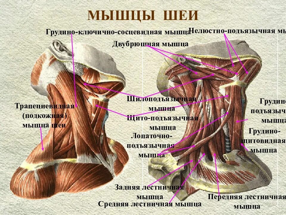 Грудино ключично сосцевидная мышца и лестничные мышцы. Грудино подъязычная мышца шеи функции. Мышцы шеи функции грудино ключично. Двубрюшная мышца шеи анатомия.