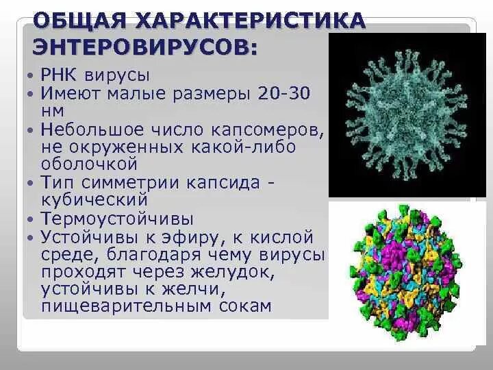 Вирусы основная информация. Энтеровирус возбудитель. Вирус Коксаки структура вириона. Строение энтеровирусов. Вирусы: возбудители энтеровирусных инфекций.