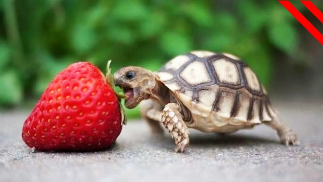 Turtle turtle fruit. Turtle turtle fruit