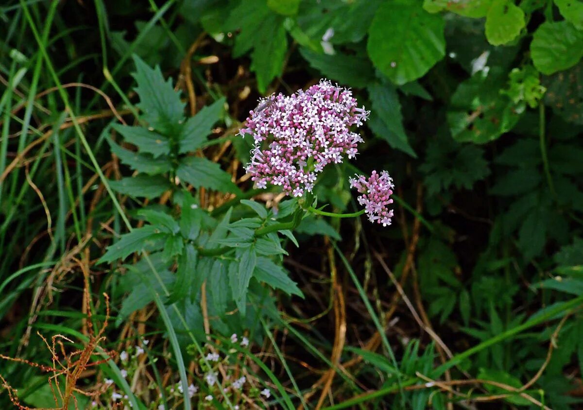 Валериана двудомная. Valeriana officinalis растение. (valeriana officinalis). (valeriana officinalis). Валерьяна фото.