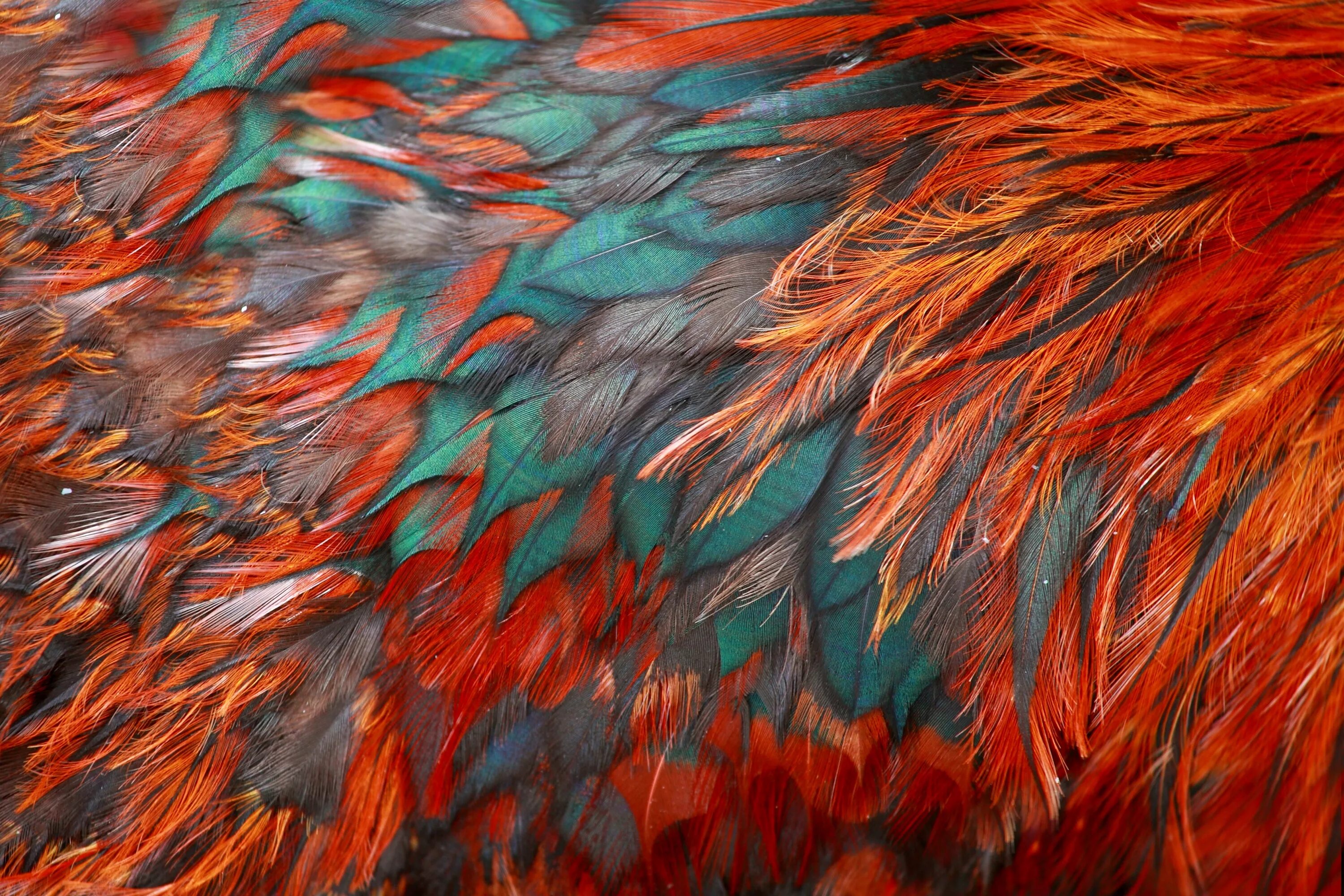 Пестрая ткань. Перья птиц. Цветные перья. Яркие перья. Красивое перо.