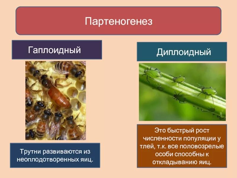 Размножается партеногенетически. Гаплоидный партеногенез у пчел. Партеногенез вид размножения. Партеногенетическое размножение у растений. Партеногенез схема размножения.