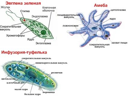 Зеленая эвглена лямблия дизентерийная амеба