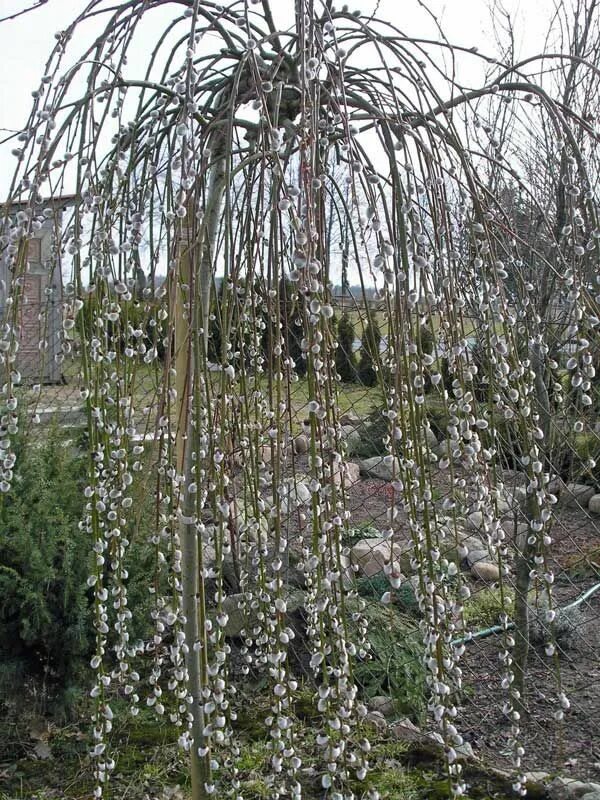 Можно ли сажать вербу во дворе. Salix caprea Kilmarnock. Ива Козья плакучая Килмарнок. Ива Козья Salix caprea curly Locks. Ива Козья Salix caprea Kilmarnock.