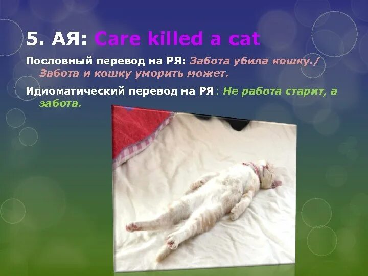 Презентация: заботливая кошка. Care Killed a Cat - пословица. Заботиться перевод