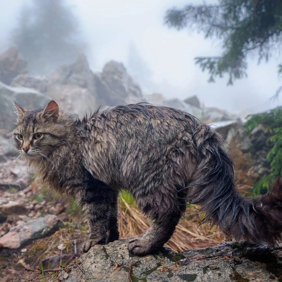 Кот живущий в горах