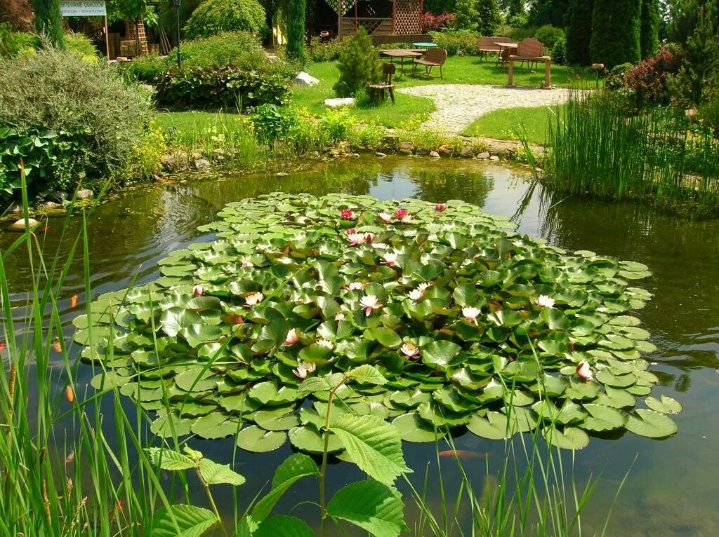 цветущий пруд. ландшафтный пейзажный сад японии. ландшафтный сад "нимфея парк". клумба с водоемом. прудик для нимфеи ландшафтном.