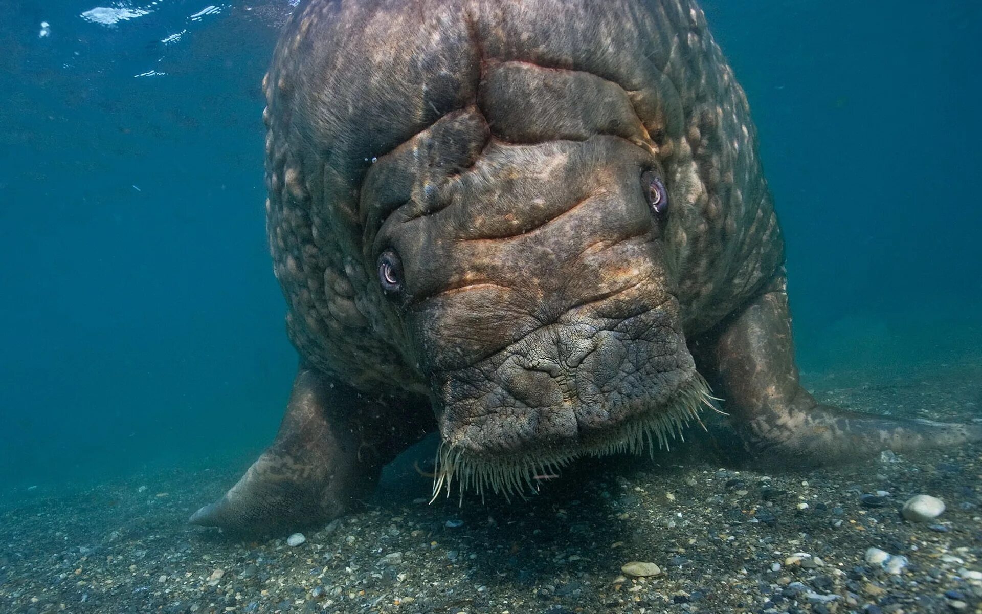 Много морских животных