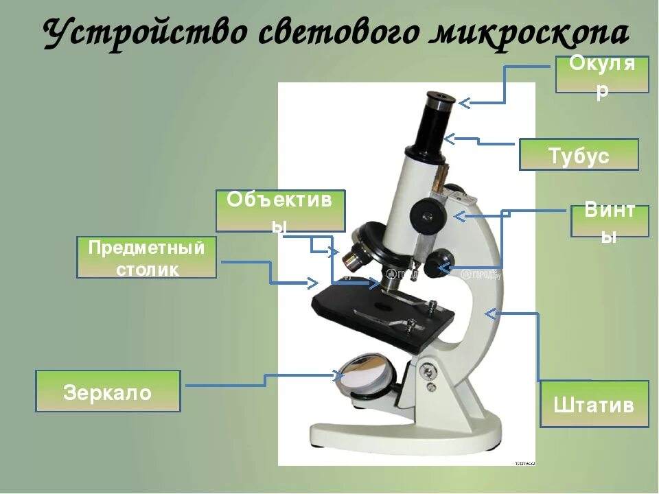 Микроскоп цифровой строение и описание 5 класс. Увеличительные приборы световой микроскоп 6 класс биология. Увеличительные приборы 5 класс биология микроскоп. Детали цифрового микроскопа 5 класс. Цифровой микроскоп биология 5 класс.