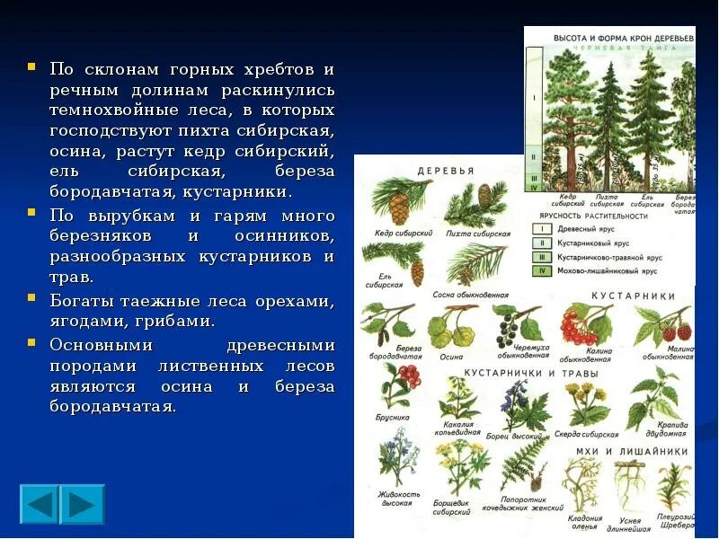 Какие леса встречаются на территории. Растительный мир Кемеровской области. Животные и растения Кузбасса. Растительность Кемеровской области. Растения Кузбасса.