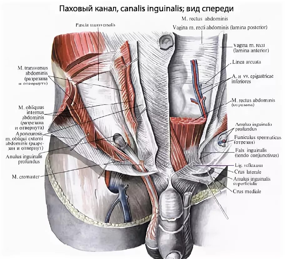 Картинки КАК НАЗЫВАЕТСЯ ПАХОВАЯ ОБЛАСТЬ