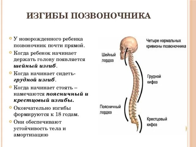 Изгибы позвоночника у детей. Физиологические изгибы позвоночника у новорожденного. Строение позвоночника лордоз кифоз. Формирование изгибов позвоночного столба у ребенка это. Формирование физиологических изгибов позвоночника.