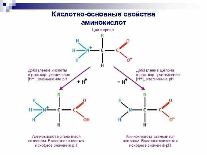 Кислотно основные аминокислоты