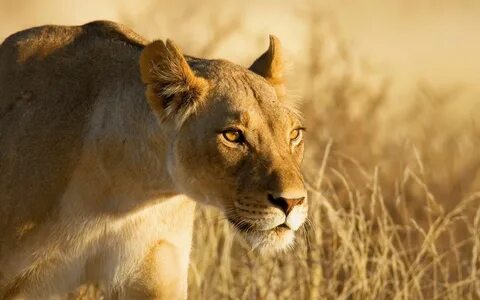 Wildlife lion