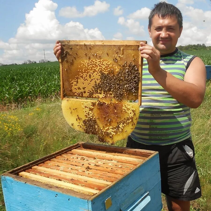 Улей для пчел. Пчелы в улье. Пчелы пасека. Пчелиная рамка.