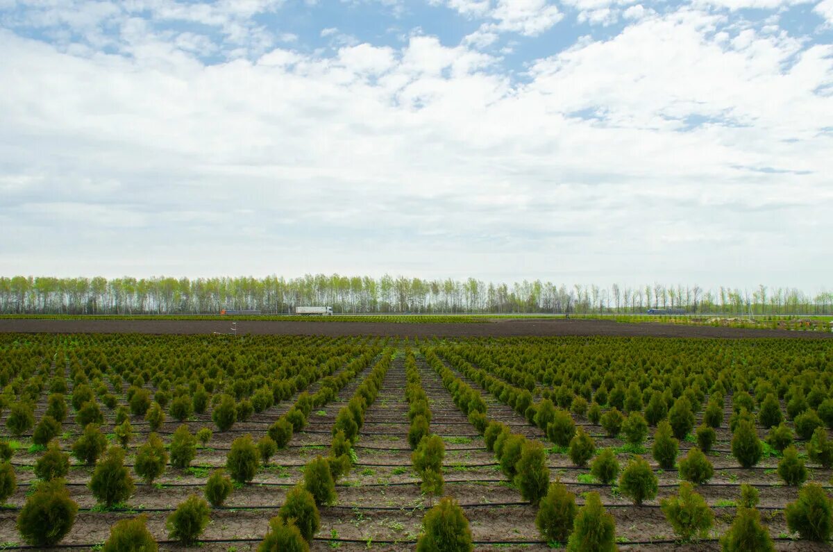 Питомник растений щапово. Крупномеры в питомнике. Питомник растений малахит. Щелковский питомник растений. Автоматизированный питомник растений голландия.