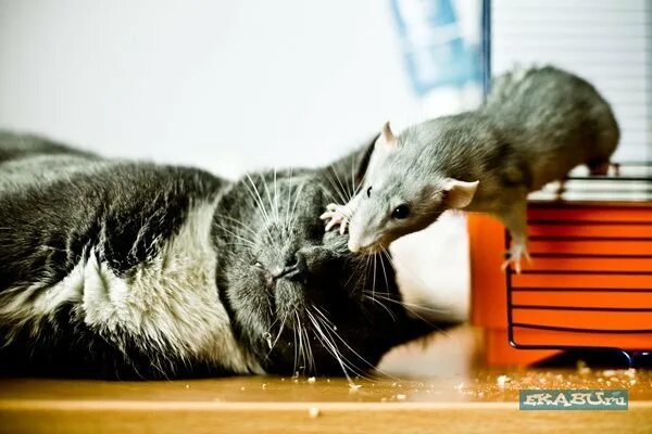 Крыса и дракон. Плачущий котик. Отольются кошке мышкины слезки картинки. Открытки отольются кошке мышкины слезки. Мышкины слезки.