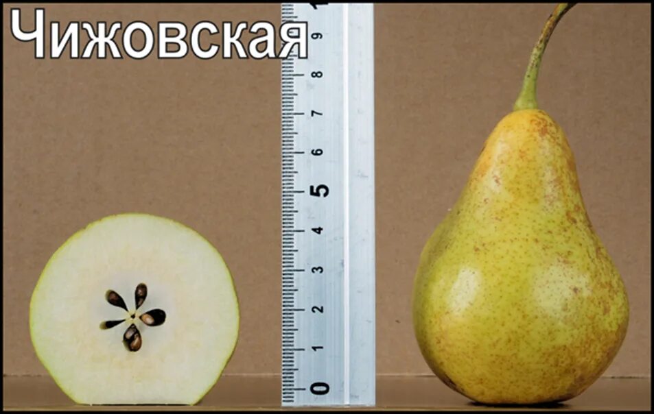 Груша Чижовская. Сорт груши Чижовская. Груша Чижовская позднелетний сорт. Груша "Чижовская" Pyrus communis.