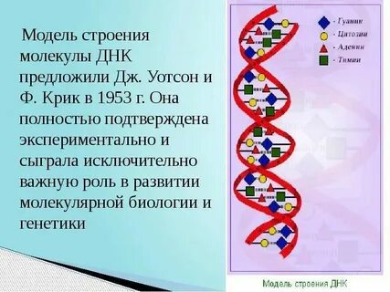 Длина участка молекулы днк составляет 510 нм