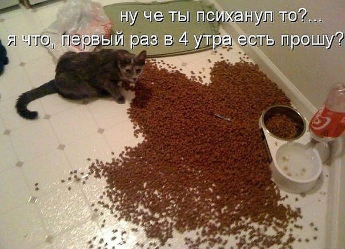 Ну че ты психанул то кот. Хозяин психанул. Психанула корм коту. Кот рассыпал корм.