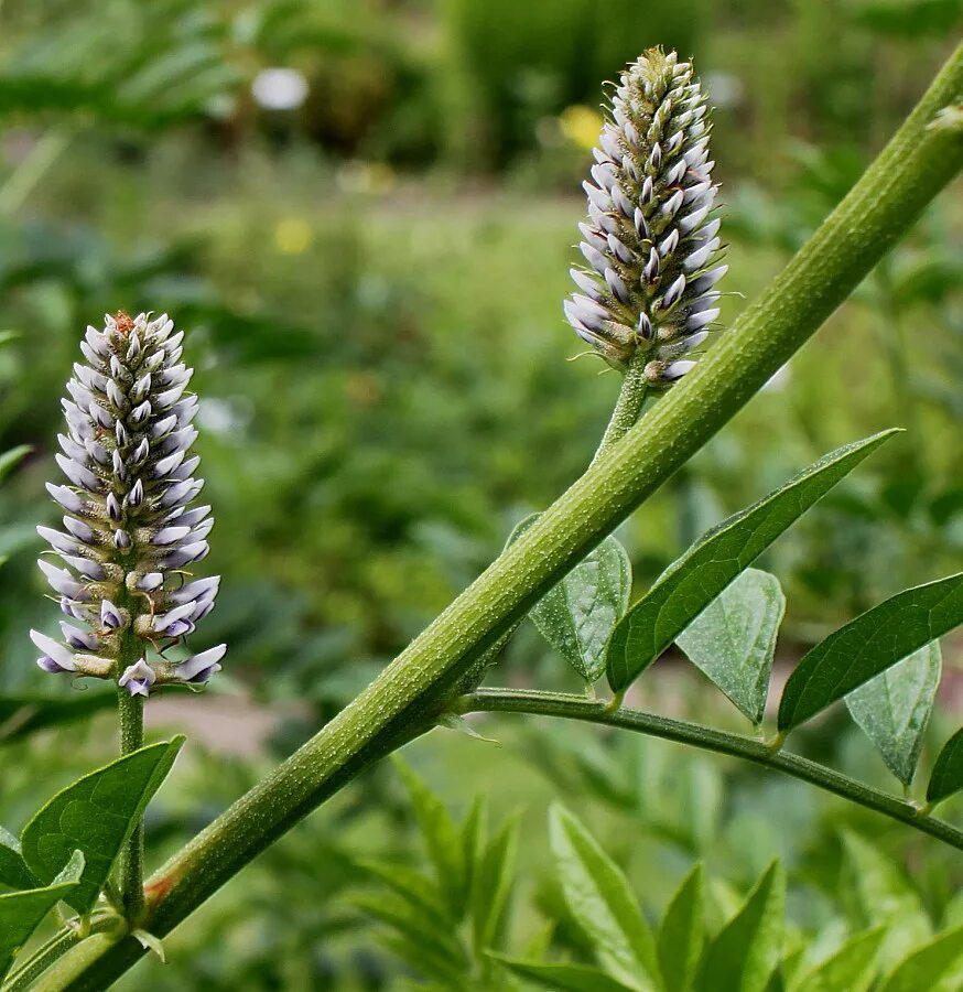 Лакрица Солодка растение. Солодка Уральская (Glycyrrhiza uralensis). Солодка иглистая. Солодка щетинистая Glycyrrhiza. Лакрица растение