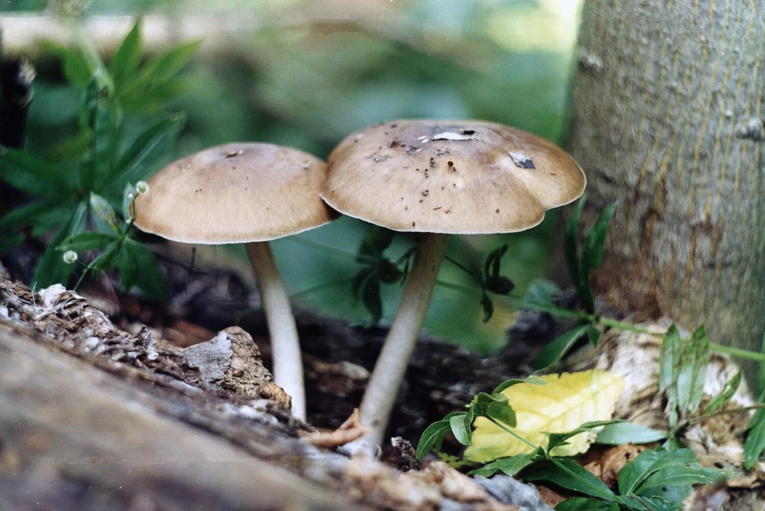 Поганки Самарской области грибы. Съедобные грибы Самарской. Ядовитые грибы Самарской области. Несъедобные грибы Самарской области.
