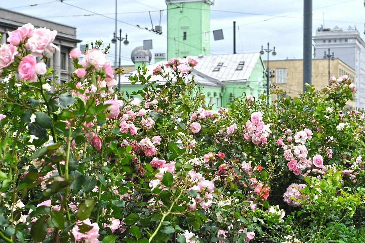 исаакиевский собор в санкт-петербурге и цветы. питер в цветах. роза санкт петербург. романтичный питер. цветы санкт петербург розы.