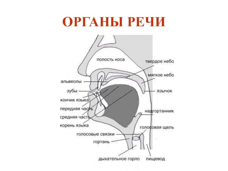 Работа артикуляционного аппарата. Строение речевого аппарата фонетика. строение артикуляционного отдела периферического речевого аппарата. схема речевого аппарата человека. схема артикуляционного аппарата.