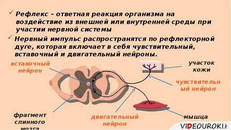 Ответная реакция организма называется. Нервный импульс по рефлекторной дуге. рефлекс это ответная реакция. рефлекс это ответная реакция организма. рефлекс это ответная реакция организма на воздействие.