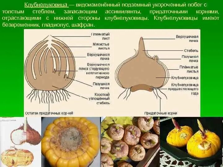 Метаморфозы побега клубнелуковица. Клубнелуковица побег стебель. Клубнелуковица строение побег. Клубнелуковица гладиолуса это видоизмененный побег. У картофеля образуются укороченные подземные побеги округлой