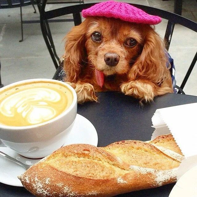 Какой кофе пьют собаки. Корги с кофе. Собака смешно зевает. Какой кофе пьют собаки. Доброе утро с собачками.