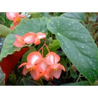 Begonia ameen beats