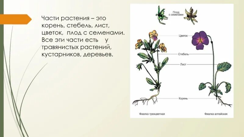 Части растений корень стебель лист цветок плод семя. Корень фиалки трехцветной. Функции корня стебля листа цветка и плода. Фиалка корень стебель.