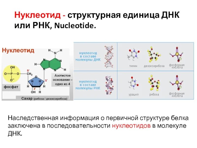 Число нуклеотидов в днк и рнк. Структурная единица ДНК. Нуклеотид это структурная единица. Нуклеотиды РНК. Нуклеотиды ДНК И РНК.