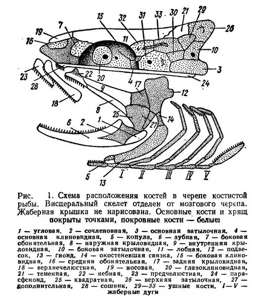 Какую функцию выполняет череп рыбы. Схема расположения костей в черепе костистой рыбы. скелет костной рыбы рис 113. строение скелета костных рыб. схема строения черепа костных рыб.