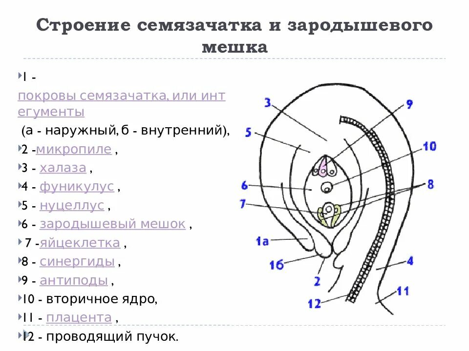 Семязачаток покрытосеменных растений. Халаза семязачатка. Строение цветка семязачаток. Нуцеллус семязачатка.