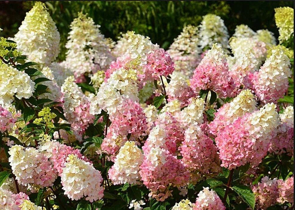 Фото гортензии стробери блоссом. Фото гортензии стробери блоссом. Фото гортензии стробери блоссом. Фото гортензии стробери блоссом. Фото гортензии стробери блоссом.