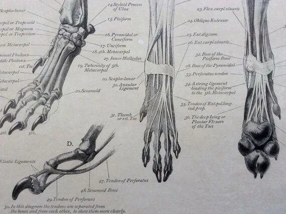 Скелет конечностей собаки. Плюсна анатомия собаки лапа. Анатомия передних конечностей собаки. Кости плюсны собаки анатомия. Анатомия костей передней лапы собаки.