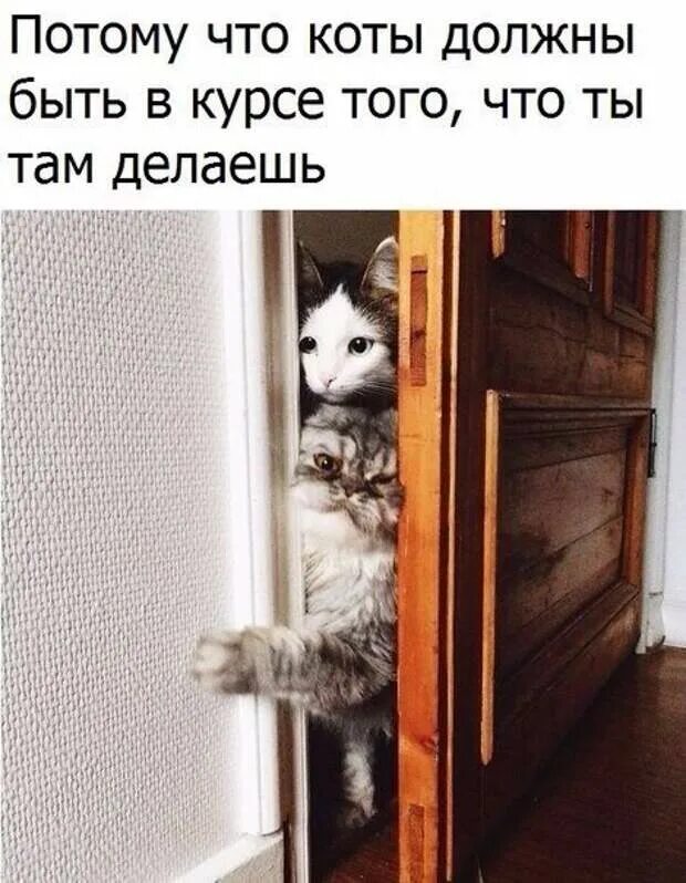 Кот должен быть. Закрыть дверь. должны быть коты. вот кота хехе. кот лезет из под шкафа.