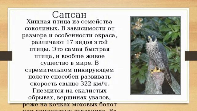 Краткое содержание сапсана