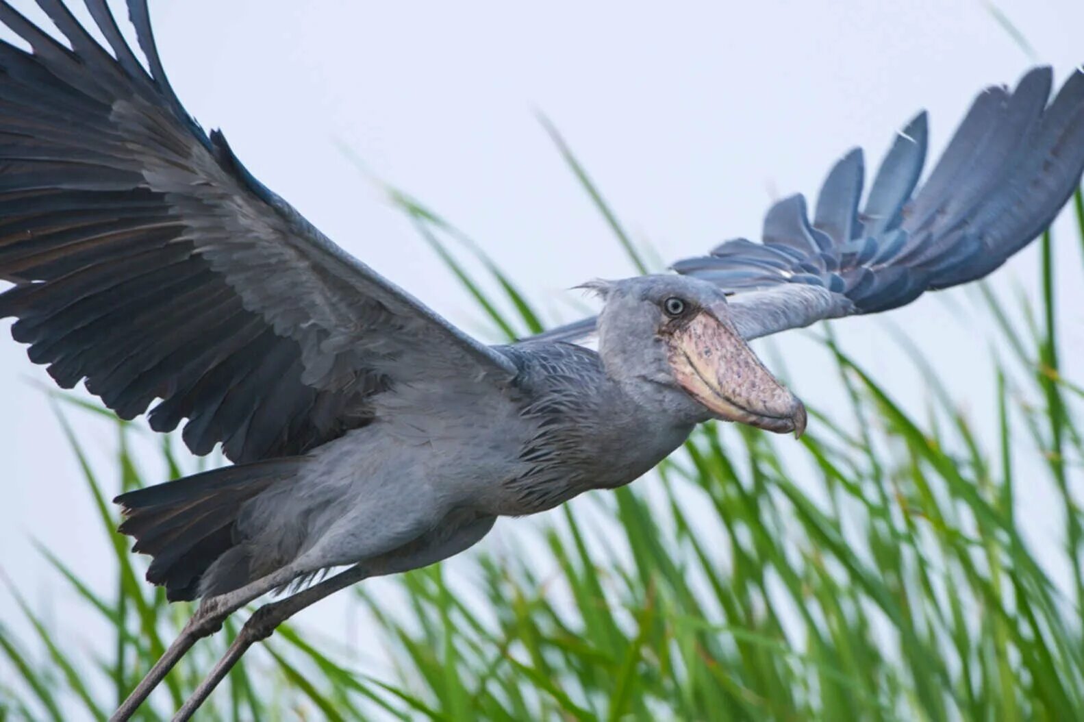 Китоглав видео. Аист китоглав. китоглав птица. китоглав королевская цапля. shoebill stork птица.
